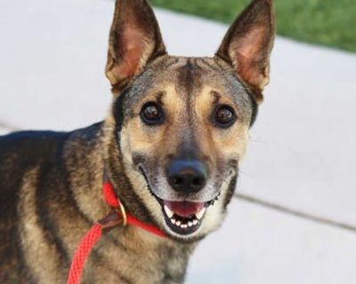 Troy - Shepherd Mix Male Dog for Adoption