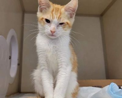 Child. Orange or red. Adoption process Our adoption procedure is as follows: all potential adopters must fill out a pre-adoption questionarre for adoption approval. You must also bring in proof of owning or renting to ensure your new pet will be allowed in its new home. Please contact us for our adoption fees. Shelter location We are located within the Westminster Veterinary Group animal hospit...