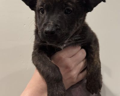 If you are interested please go to bbanimalrescue.org and fill out an adoption application or send us an email at contact@bbanimalrescue.org **Adoption fee covers 3 DAPP vaccines + 2 lepto vaccines, rabies vaccine, bordetella vaccine, microchip, and spay**. Health Vaccinations up to date.. Puppy Female Large Brindle