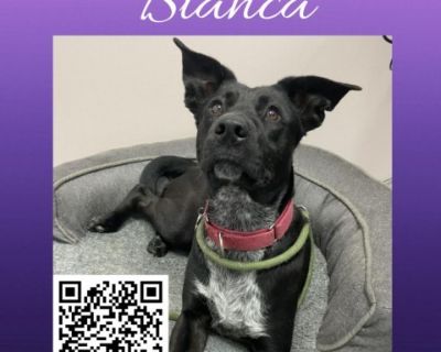 Bianca - Cattle Dog Mix Female Dog for Adoption