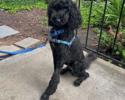 King Julien is a 3-year-old poodle mix with a personality as fun as his name! Just like his namesake, he loves to move it, move it - whether that's prancing on walks, bouncing around with toys, or showing off his happy little dance moves. Smart, playful, and full of charm, King Julien is the kind of dog who keeps life exciting. He thrives on attention and loves being part of the action, but he ...