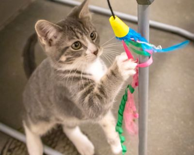 Violet (FCID# 10/16/2025 - 19 Brookhaven PS) - Tabby Female Cat for Adoption