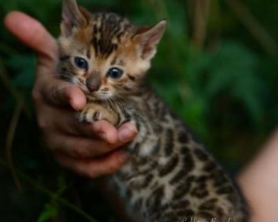 Safari - Bengal Female Kitten For Sale