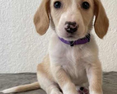 Grape - Basset Hound/Beagle Mix Female Puppy for Adoption