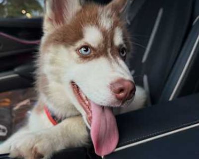 Kairo - Siberian Husky Male Puppy for Adoption