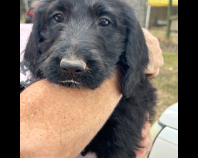 The Doodle puppies - Standard Poodle & Labrador Retriever Mix Female Puppy for Adoption