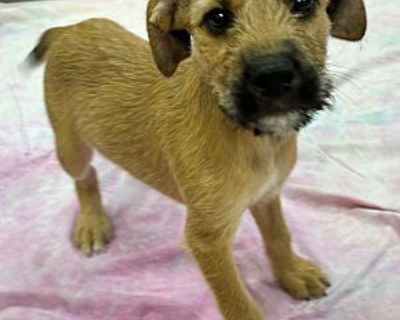 Modelo - Terrier (Unknown Type, Small)/Shepherd (Unknown Type) Mix Male Puppy for Adoption