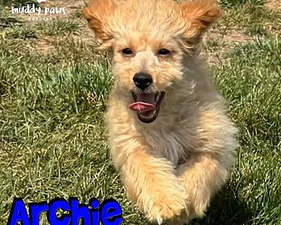 Archie - ABC Litter - No Longer Accepting Applications - Goldendoodle Male Puppy for Adoption