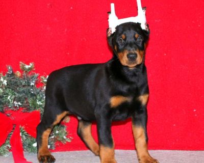 Jaden - Doberman Pinscher Puppy For Sale in Pennsylvania