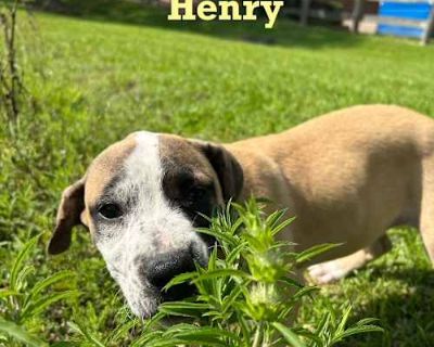 Henry - American Bulldog Male Puppy for Adoption