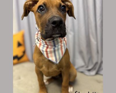 Full of fun, personality, and puppy charm! ??Charlotte is a 10-week old, female Boxer mix weighing 19 pounds and looking for her forever home.. Characteristics Affectionate, Curious, Friendly, Funny, Loves, Loyal, Playful Health Vaccinations up to date, spayed / neutered.. Puppy Female Medium Bicolor