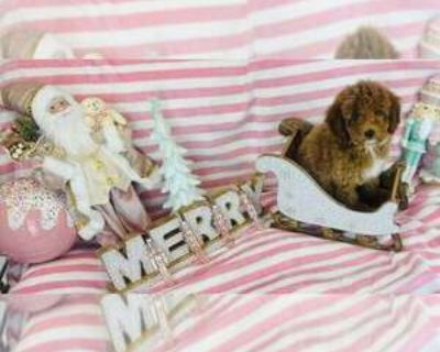 Mini Goldendood - Goldendoodle-Poodle (Miniature) Mix Male Puppy