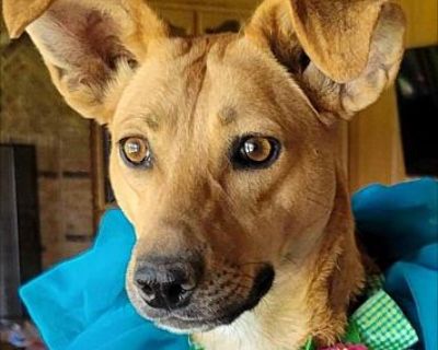 Pacaya - Black Mouth Cur/Greyhound Mix Female Dog for Adoption