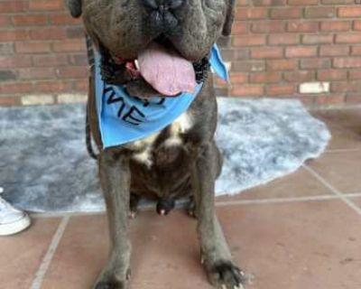 Jared - Cane Corso Male Dog for Adoption