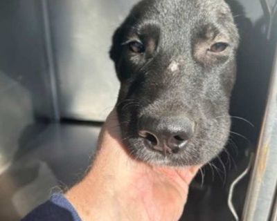 Young. Black - with white. Hair: short. Microchipped. Adoption process ADOPTION PROCESS: ADOPTIONS MUST BE MADE IN PERSON at Fort Worth Chuck Silcox Animal Care and Control OR the specified PetSmart location. Please refer to the pet you are interested by their animal ID number; not their stated name. Adopters will be asked to complete an adoption application and provide valid ID showing that th...