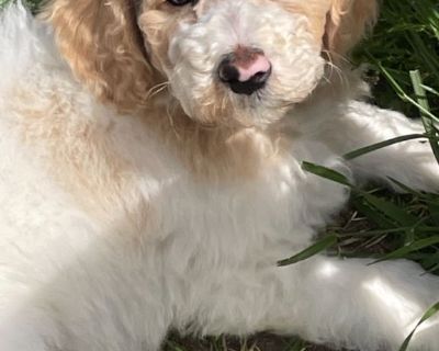 8 week old standard poodles.  Ready god new homes. 4 boys and 1 female left.