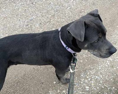 June - Bulldog Male Dog for Adoption