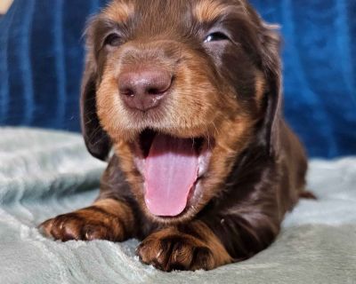 3 Male and 3 Female Dachshund Puppies for Sale