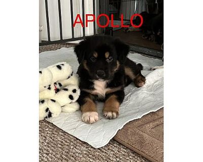 Apollo - Australian Shepherd/Border Collie Mix Male Puppy for Adoption