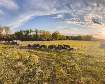 Idaho Pasture Pigs; Breeders & Feeders