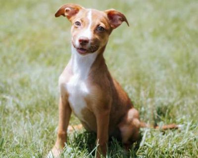 Star - American Pit Bull Terrier/Mixed Breed (Medium) Mix Female Puppy for Adoption