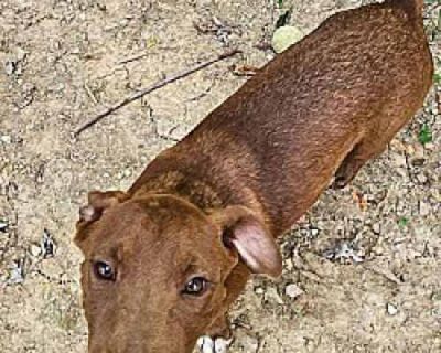Caine - Hound (Unknown Type) Male Dog for Adoption