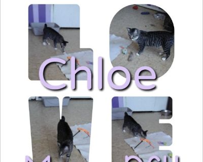 Chloe - Female Kitten Manx / Domestic Cat for Adoption
