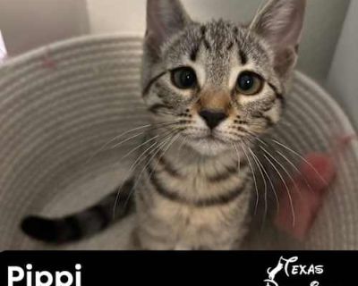 Pippi - Tabby Female Cat for Adoption