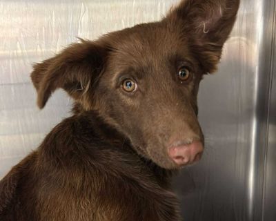 Meg 25-10-132 - Shepherd Mix Female Puppy for Adoption