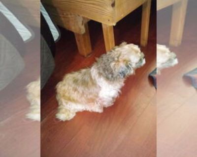 Senior * Location Oakdale, TN, 37829 USA USA *. Dog Breed: Shih Tzu (medium coat). Tikka is a furry little no-drama mama!! She finds a cozy dog bed and spends most of her time sleeping. Her one most interesting trait is that she loves to be invited back into the house from the deck only to run right across the floor and back out the doggie door!! I guess she must think it's impolite to refuse t...