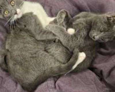 Grey Cat - Domestic Shorthair Female Cat for Adoption