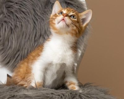 Harvey - Domestic Short Hair Mix Male Cat for Adoption