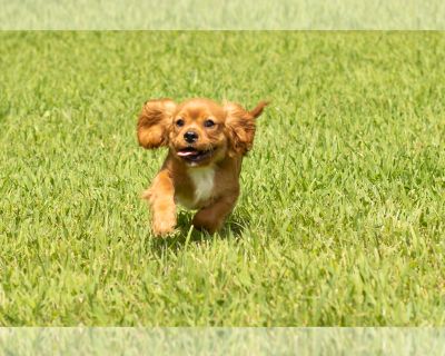 Bud - Cavalier King Charles Spaniel Male Puppy for Sale