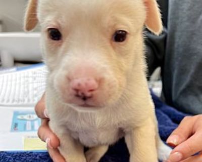 Pier - Catahoula Leopard Dog/Mixed Breed (Medium) Mix Male Puppy for Adoption