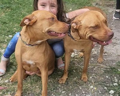 Rosie & Rocket - Pit Bull Terrier Mix Female Dog for Adoption