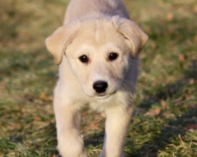 Q-TIP - Great Pyrenees Female Puppy for Adoption