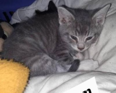 Finn And Thom - Domestic Male Kitten For Adoption