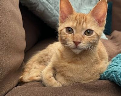 Archer - Domestic Shorthair Male Cat for Adoption