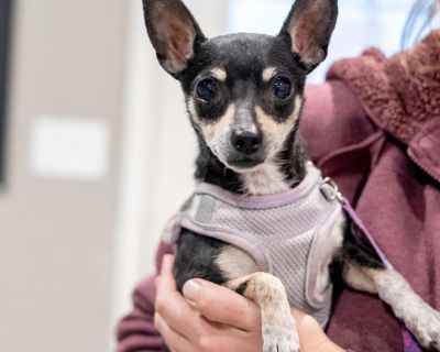 Description of the Pet **Applicant Requirements:** -Be at least 21 years of age and the Homeowner or Rentee. -Households with children under 8 years of age, must have a physical fence attached to the home or an electric/invisible fence. However, there are other instances when a fence may be required for the safety of the dog or puppy Name: Maggie Age: 7 yrs DOB: 10/21/18 Weight: 6 pds Temperame...