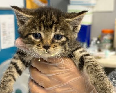 Health Vaccinations up to date.. Kitten Female Small Brown / Chocolate , Black