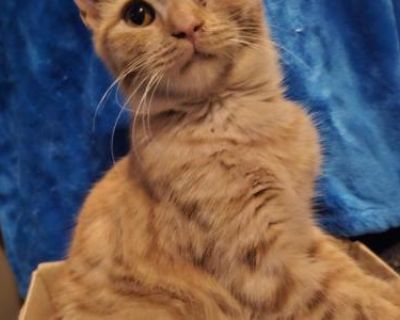 Household pet. Vaccinated. Not registered. Ziplock bag of dry food,one toy,and blanket Vaccinated, dewormed, litter trained,. Very purry and chill, clingy,and super loveable.