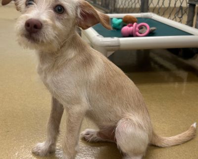 Buzz - Chihuahua Mix Male Puppy for Adoption