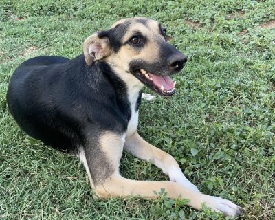 Malia is a sweet, affectionate, and loyal girl who just wants to be loved. At 4 years old, she s mature enough to be calm and well-mannered but still full of life and affection. She gets along wonderfully with other dogs especially smaller ones and would be a loving companion in a multi-dog household. Though Malia may be a little shy when first meeting new people, she warms up quickly and becom...