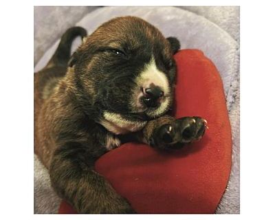 Jack O'lantern - American Pit Bull Terrier/German Shorthaired Pointer Mix Male Puppy for Adoption