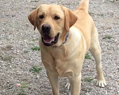 Abe - Labrador Retriever Male Dog for Adoption