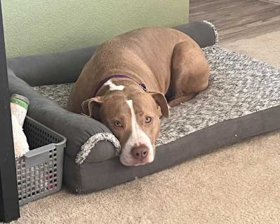 Ruby - American Pit Bull Terrier Female Dog for Adoption