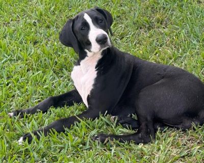 Bambi - Hound & Great Dane Mix Female Puppy for Adoption