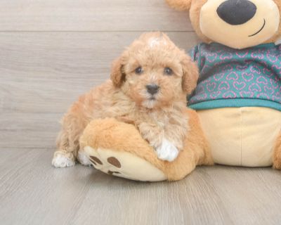 Meet Lithium, our 5-week old Purebred Male Poodle Puppy. He is 2lb 4oz @ 5.1 weeks and estimated to grow to 7-10 lbs. Poodles are Cheerful, Intelligent, Lively. Age 5 weeks Birth Date 10/13/2025 Gender Male Current Weight 2lb 4oz @ 5.1 weeks Est Adult Weight 7-10 lbs Registry n/a Vaccinations Up-To-Date On All Shots Vet Inspection (inspected at 8 wks). Poodle Breed Info Elegant and fancy, highl...