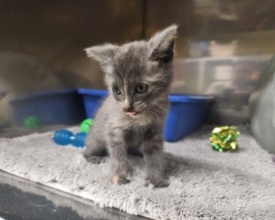 Lula - Domestic Short Hair Mix Female Cat for Adoption