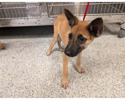 A625279 - Belgian Malinois Female Puppy for Adoption